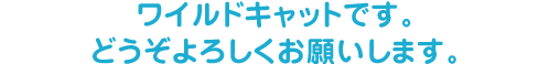 ワイルドキャット株式会社です